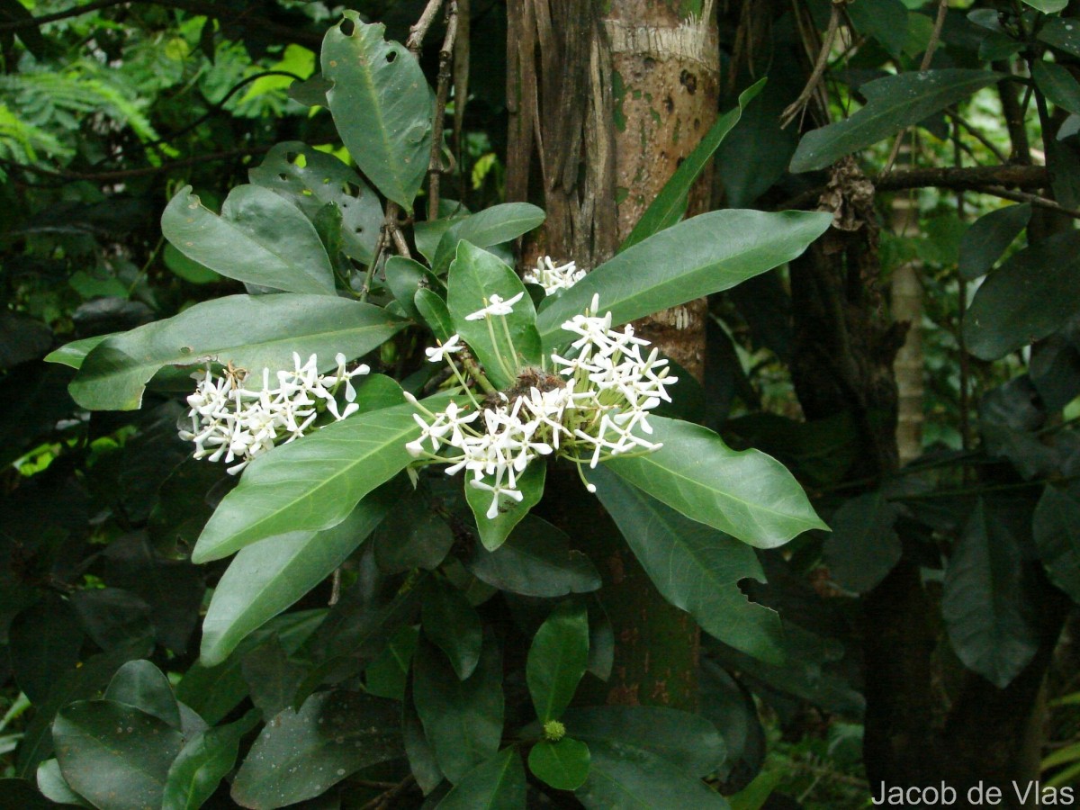 Ixora finlaysoniana Wall. ex G.Don